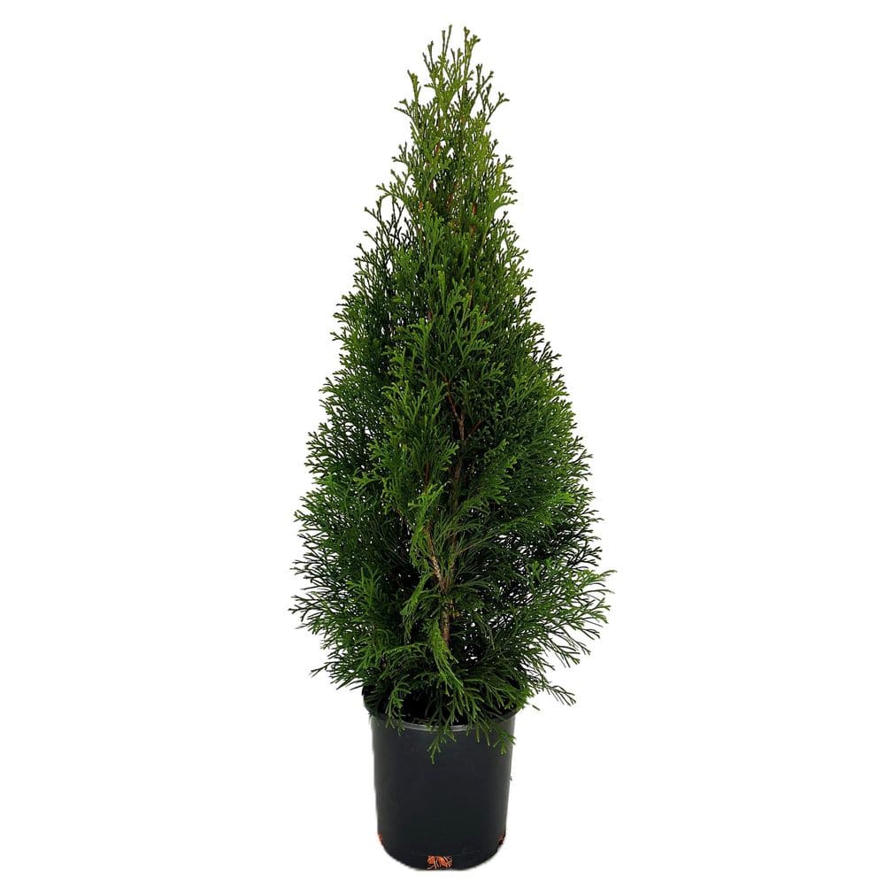 2.5 qt. Emerald Green Arborvitae (Thuja occidentalis 'Emerald