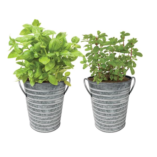 Garden State Bulb Herb Garden Kit with Silver Metal Planter (Basil and Mint) (2-Pack)