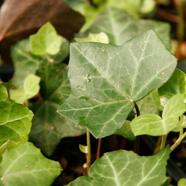 FLOWERWOOD English Ivy 3 1/4 in. Pots (54-Pack) - Live Groundcover Vine