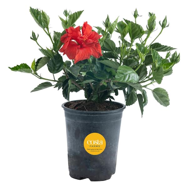 Costa Farms Grower's Choice Outdoor Hibiscus Bush Plant in 2.5 qt. Grower Pot, Avg. Shipping Height 18-24 in.