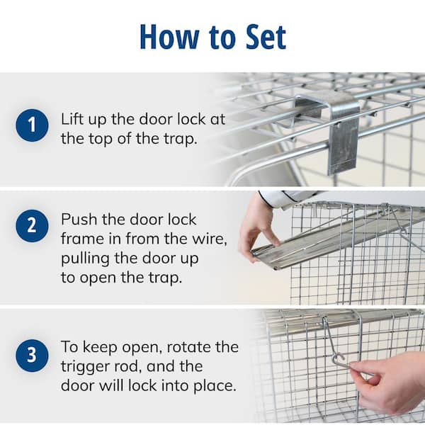 Havahart Large 1-Door Professional Live Animal Cage Trap for Raccoon,  Opossum, Groundhog, and Feral Cat 1079 - The Home Depot