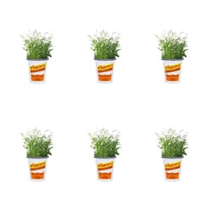 1-Pint Isotoma Laurentia White Perennial Plant (6-Pack)