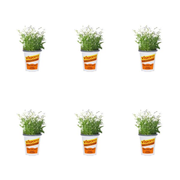 Vigoro 1-Pint Isotoma Laurentia White Perennial Plant (6-Pack)