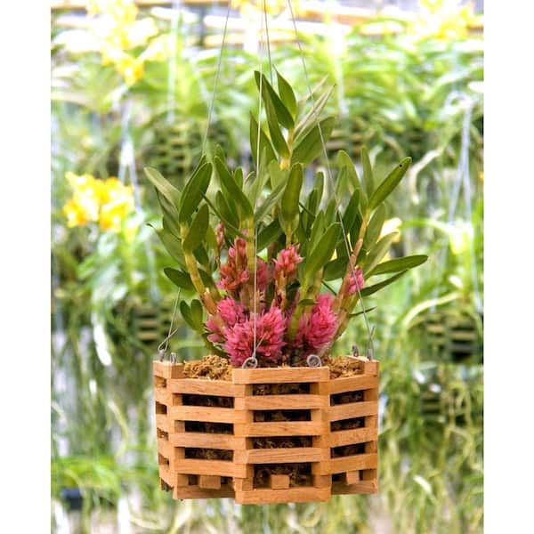 8 in. Octagon Wood Hanging Basket Twin Pack