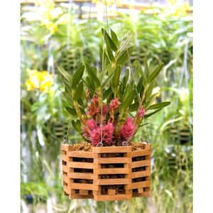 10 in. Octagon Wood Hanging Basket Twin Pack