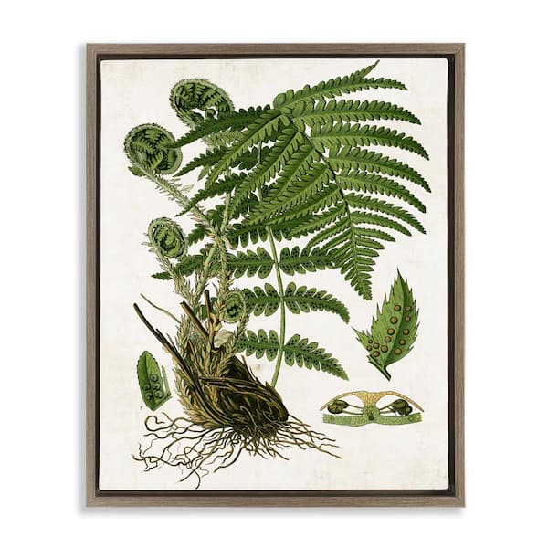 Stupell Industries Curved Ferns Study by Susan Arnot Brown Floater Frame Nature Graphic Art Print 21 in. x 17 in.