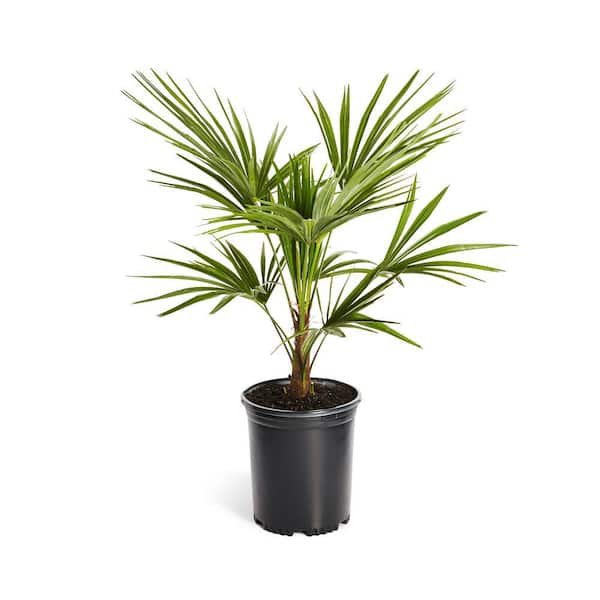 3 Gal. Windmill Palm Tree in Pot