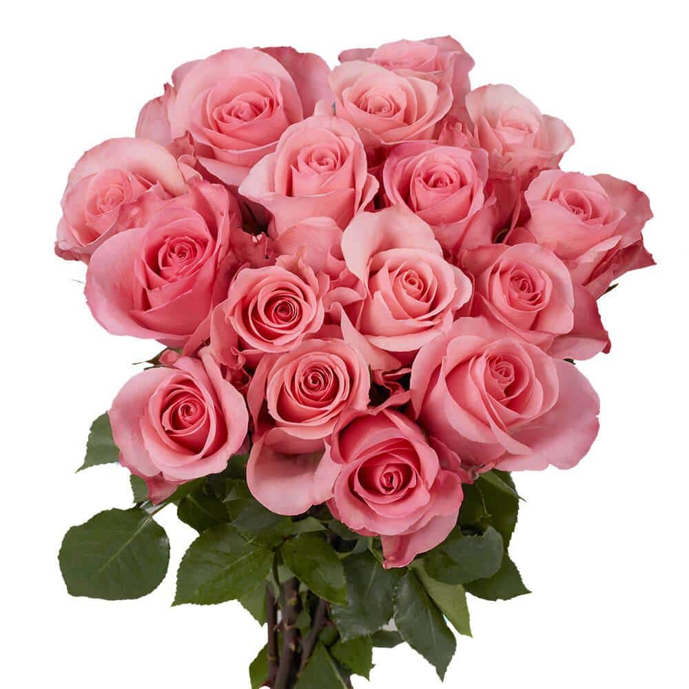 Globalrose 50 Stems of Bright Pink High and Bonita Roses Fresh Flower ...