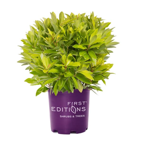 FIRST EDITIONS 3 gal. BananAppeal Small Anise Tree with Golden Yellow Foliage