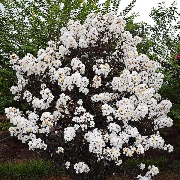FIRST EDITIONS 7 Gal. Lunar Magic Crape Myrtle Flowering Shrub