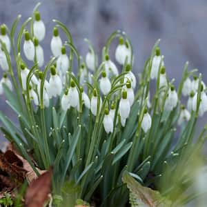 Galanthus Snowdrops Set of 5 Bulbs