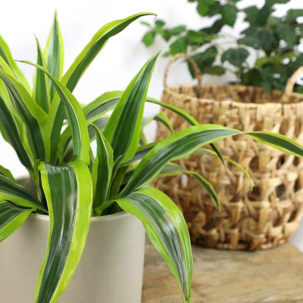 Dracaena Lemon Lime Indoor/Outdoor Plant in Black Plastic Pot