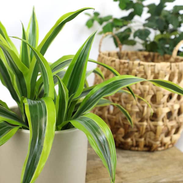 indoor plant table Modern Solid Wood Plant Stand + Pot main image 1