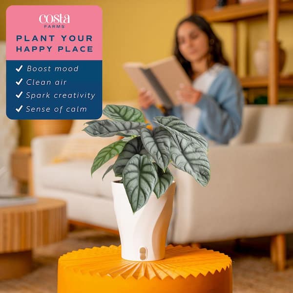 Costa Farms Trending Tropical Alocasia Silver Dragon Indoor Plant