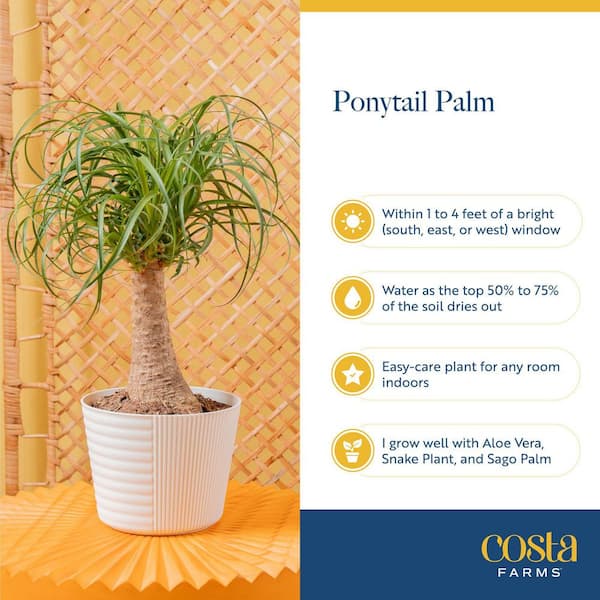 Costa Farms Ponytail Indoor Palm in 6 in. Grower Pot, Avg. Shipping Height  1-2 ft. Tall M-PTP-G-POT-01 - The Home Depot