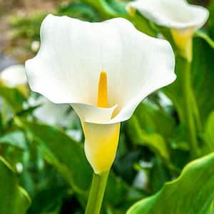 White Giant Calla Lily Bulb (1-Pack)