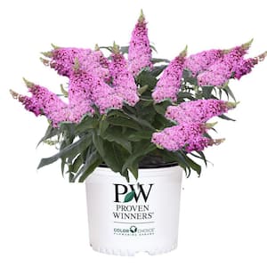 2 Gal. Pugster Pinker Buddleia Shrub with Pink Flowers