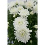10 in. White Chrysanthemum Live Plant in Hanging Basket