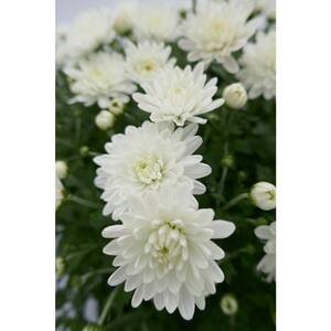 10 in. White Chrysanthemum Live Plant in Hanging Basket
