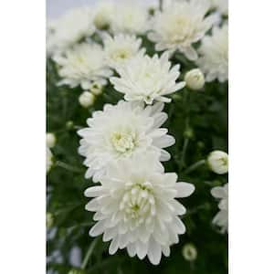 6 in. Mum White Live Annual Plant (2-Pack)