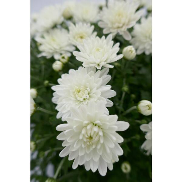 BELL NURSERY 6 in. White Chrysanthemum Annual Live Plant (4-Pack)