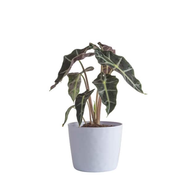 6 in. Alocasia Elephant Ear Plant in White Decor Plastic Pot