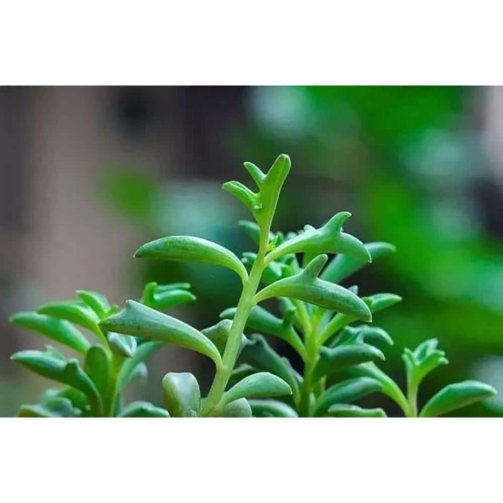 6 in. Tradescantia Cerinthoides Nanouk Succulent, With Light Pink Flowers price history on PriceWatchPro