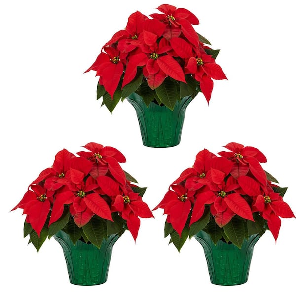 METROLINA GREENHOUSES 1.5 Qt. Live Christmas Poinsettia Red With Green ...