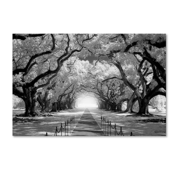 Trademark Fine Art 12 in. x 19 in. Oak Alley inf CHECK by Mike Jones Photo Floater Frame Nature Wall Art