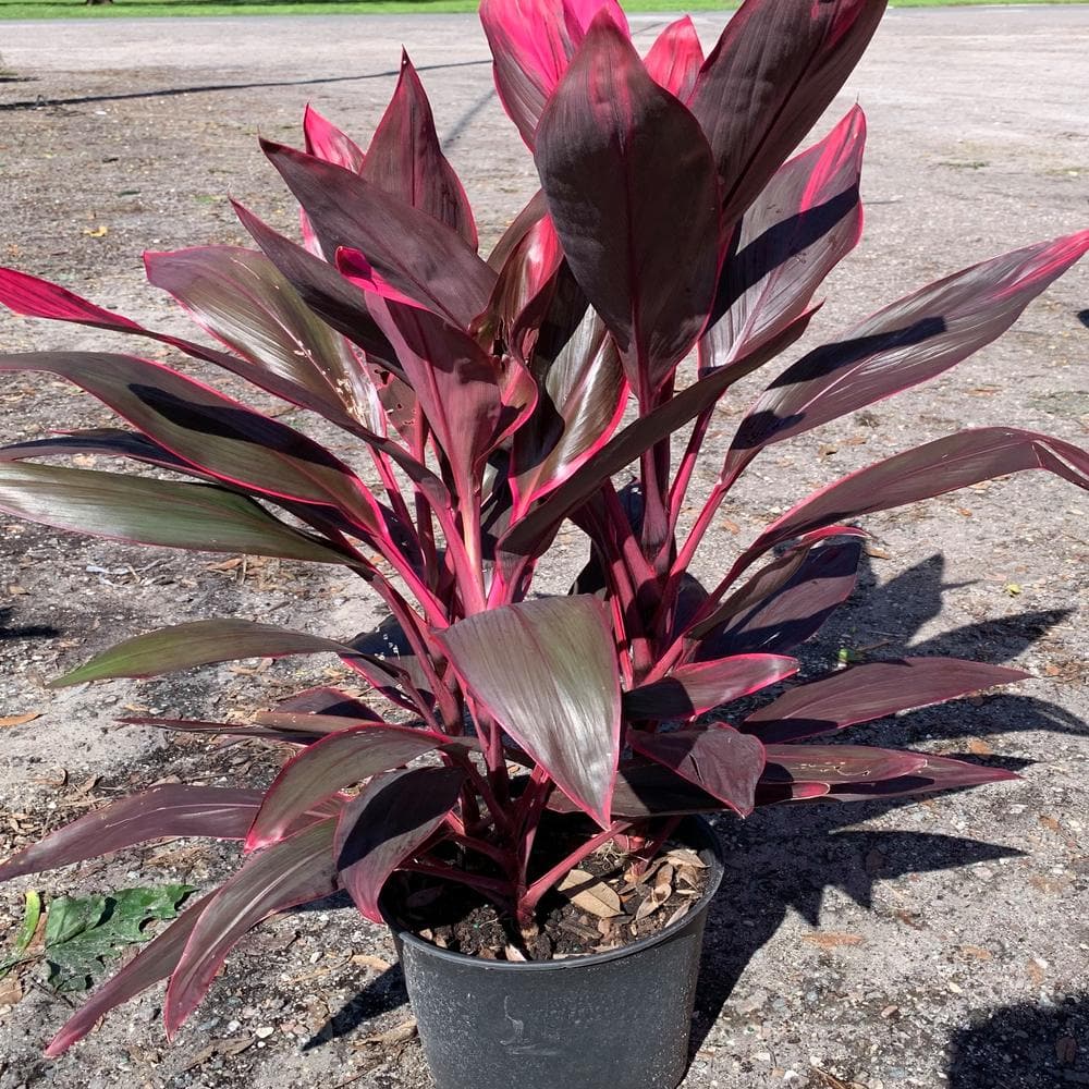 onlineplantcenter 3 gal. red sister hawaiian ti cordyline plant with red  foliage cord8211g3 - the home depot
