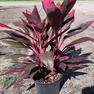3 Gal. Red Sister Hawaiian Ti Cordyline Plant With Red Foliage