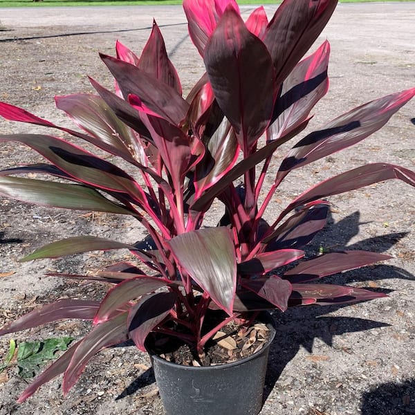 OnlinePlantCenter 3 Gal. Red Sister Hawaiian Ti Cordyline Plant With Red Foliage