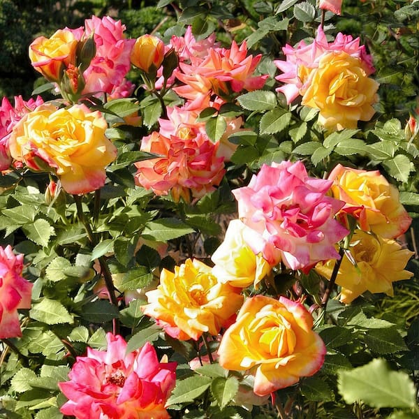 Bare Root Rose Climbing Joseph's Coat with Orange Flowers (2-Pack)