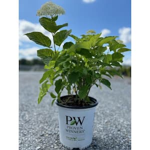 2 Gal. Incrediball Smooth Hydrangea (Arborescens) Live Shrub with White Flowers