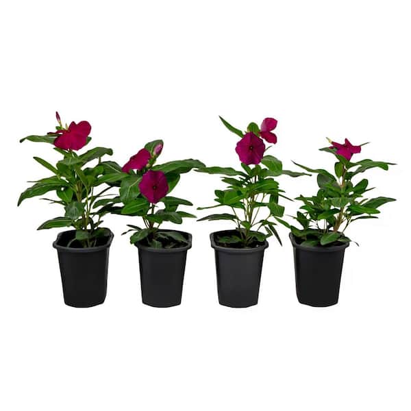 Pure Beauty Farms 1.38 Pt. Vinca Cora Periwinkle Magenta Plant