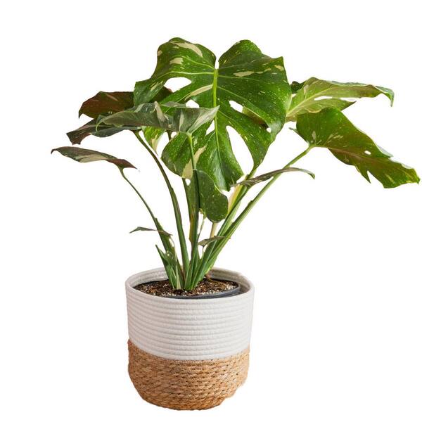Costa Farms Trending Tropical Thai Constellation Indoor Plant in 10 in