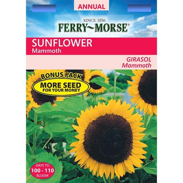 Ferry-Morse Sunflower Mammoth Grey-Stripe Seed - Bonus Pack 6544 - The Home  Depot