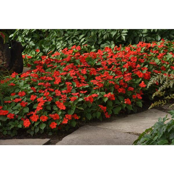 pack of 4 Coral 30" UV-Proof Outdoor Artificial Impatiens Flower Bush 