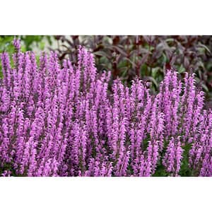1 Gal. Pink Flowers Color Spires Back to The Fuchsia (Salvia) Live Plant