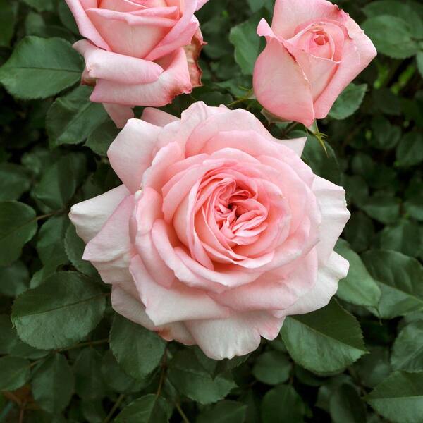 national PLANT NETWORK 2 Gal. Rose Savannah Sunbelt With Pink