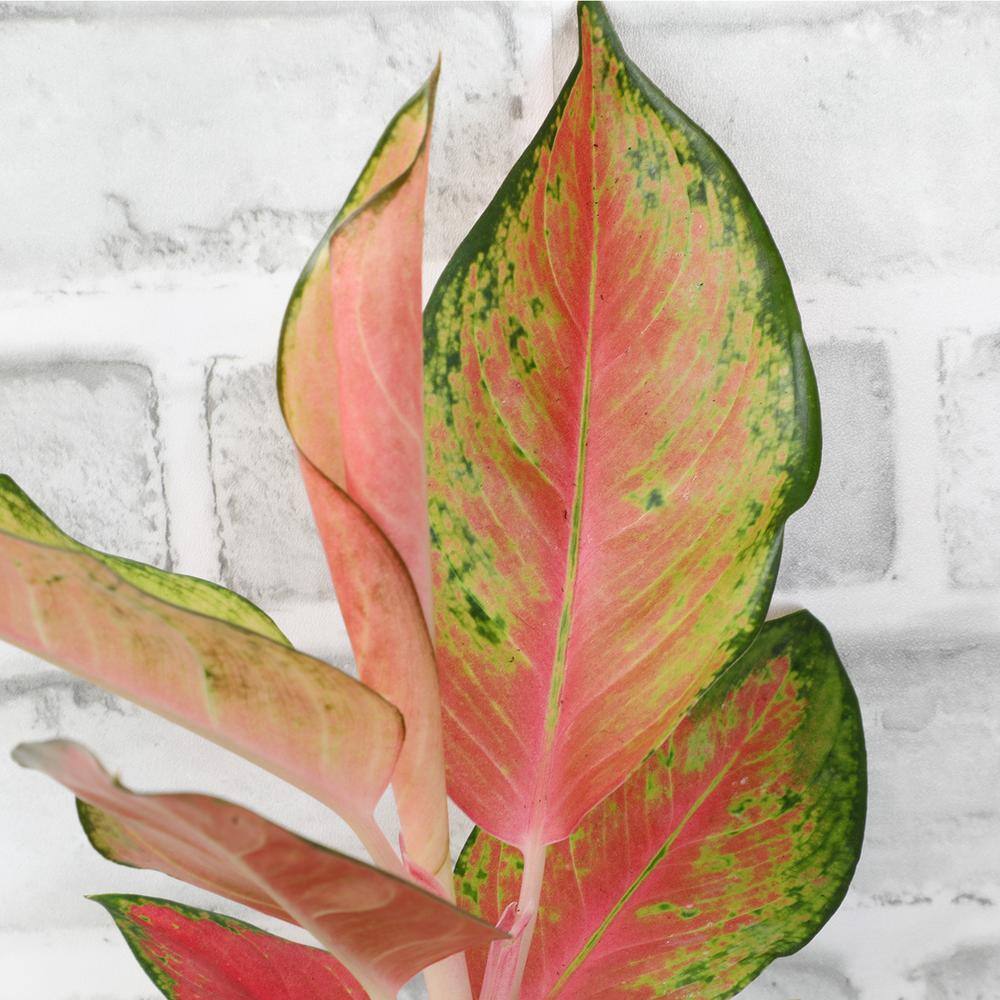 Aglaonema Red and Pink Variegated Indoor Plant in Black Plastic Pot