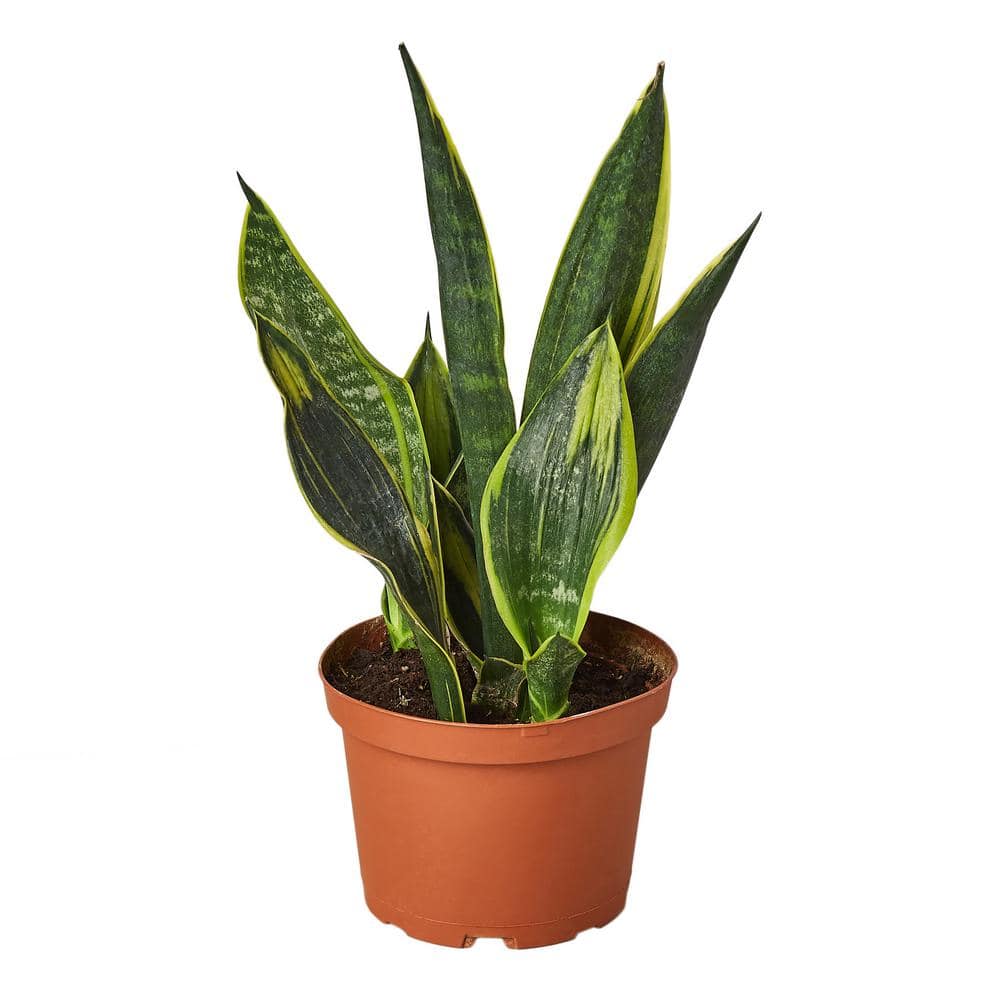 Snake Plant Gold Flame Sansevieria Plant in 6 in. Grower Pot 6_SNAKE ...