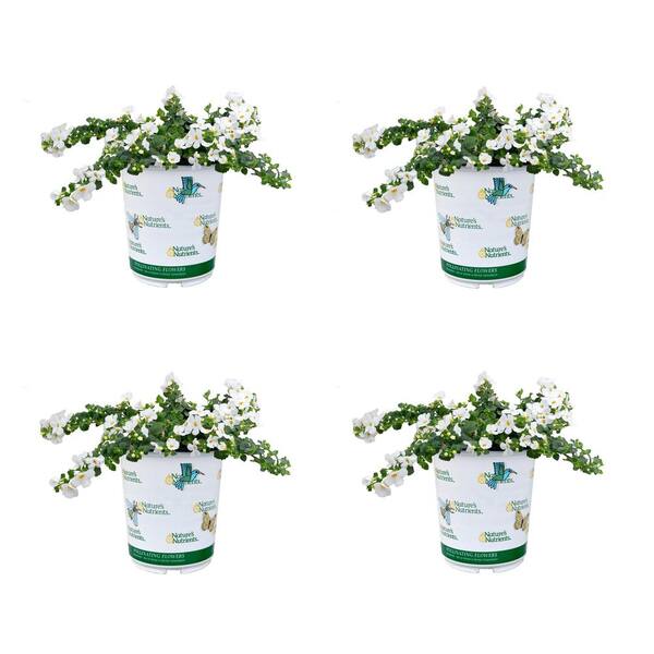 NATURE'S NUTRIENTS Annual Bacopa Scopia White 2.5 qt. (4-Pack)