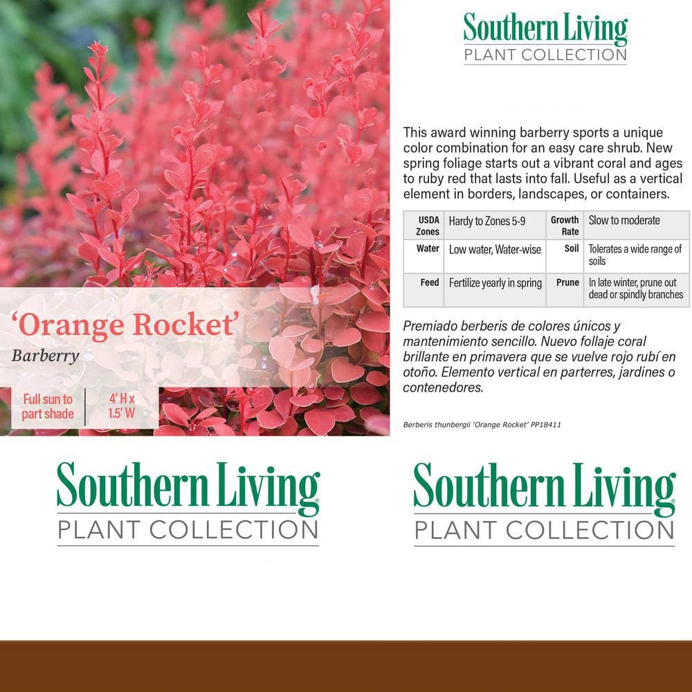 Southern Living Orange Rocket Barberry Shrub in 2-Gallon Container