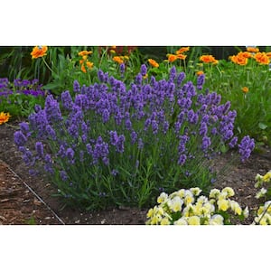1 Gal. Sweet Romance Lavender (Lavandula) Live Plant, Blue-Purple Flowers
