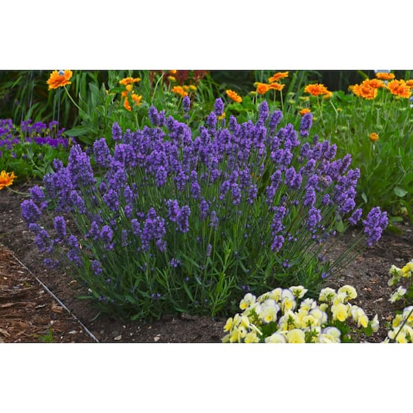 Online Orchards 1 Gal. English Lavender Plant with Incredible Purple Color  and Fragrance (2-Pack) SBLV001 - The Home Depot