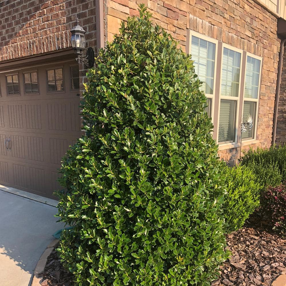 Oakland Holly 7-Gallon Evergreen Shrub with Glossy Green Foliage