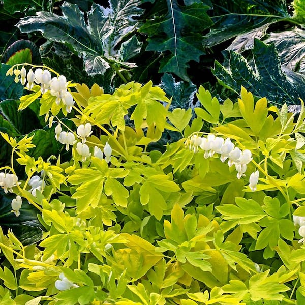 White Gold Bleeding Heart, Shop Dicentra