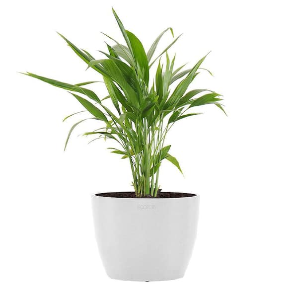 United Nursery Areca Palm Dypsis Lutescens Live Plant in 6 inch Premium Sustainable Ecopots Pure White Pot