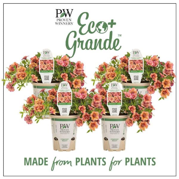 PROVEN WINNERS 4.25 in. Eco+ Grande Superbells Double Vintage Coral (Calibrachoa hybrid) Live Annual Plant with Orange Flowers 4-Pack